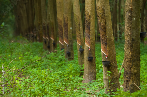 Green trees with narrow trunk in rubber plantation photo