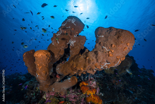 Giant Tube Sponges photo