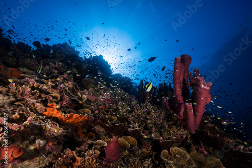 Indonesian Coral Reef photo