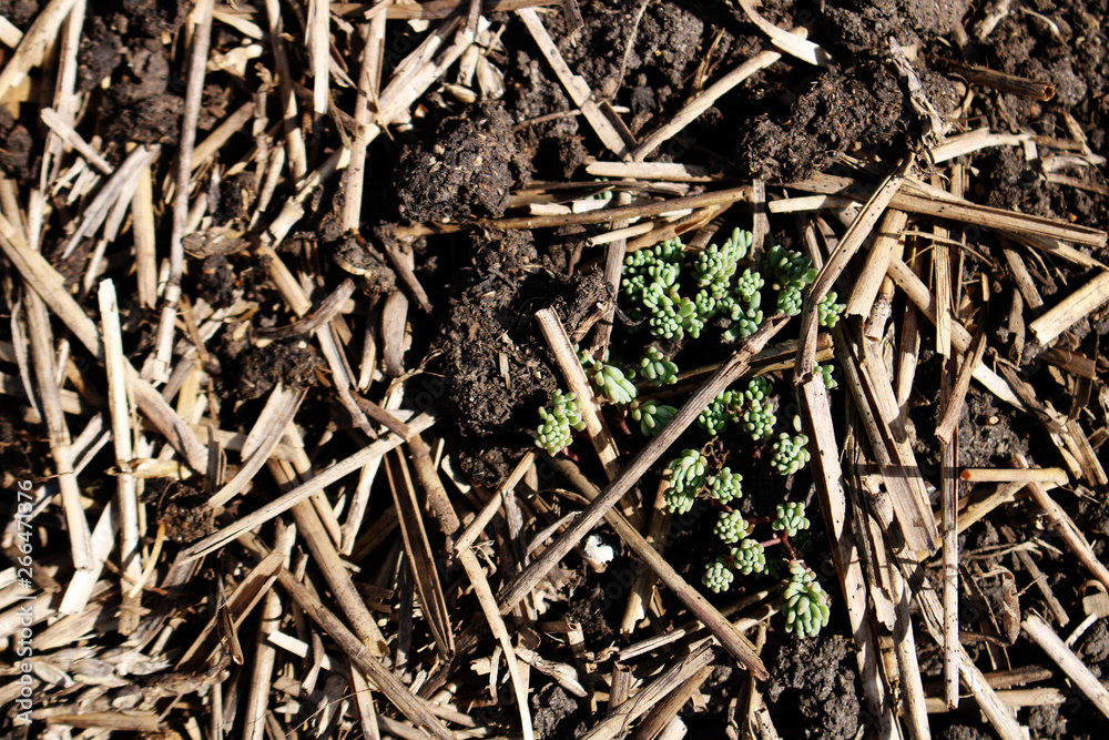 green grass close-up on the background of soil and straw green grass close-up on the background of soil and straw