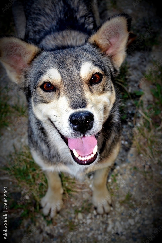 a half breed dog head a half breed dog head