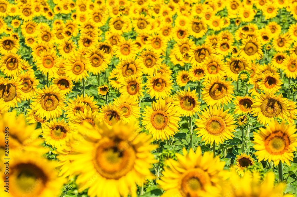 Sunflower field, Provence, France, shallow focus Sunflower field, Provence, France, shallow focus
