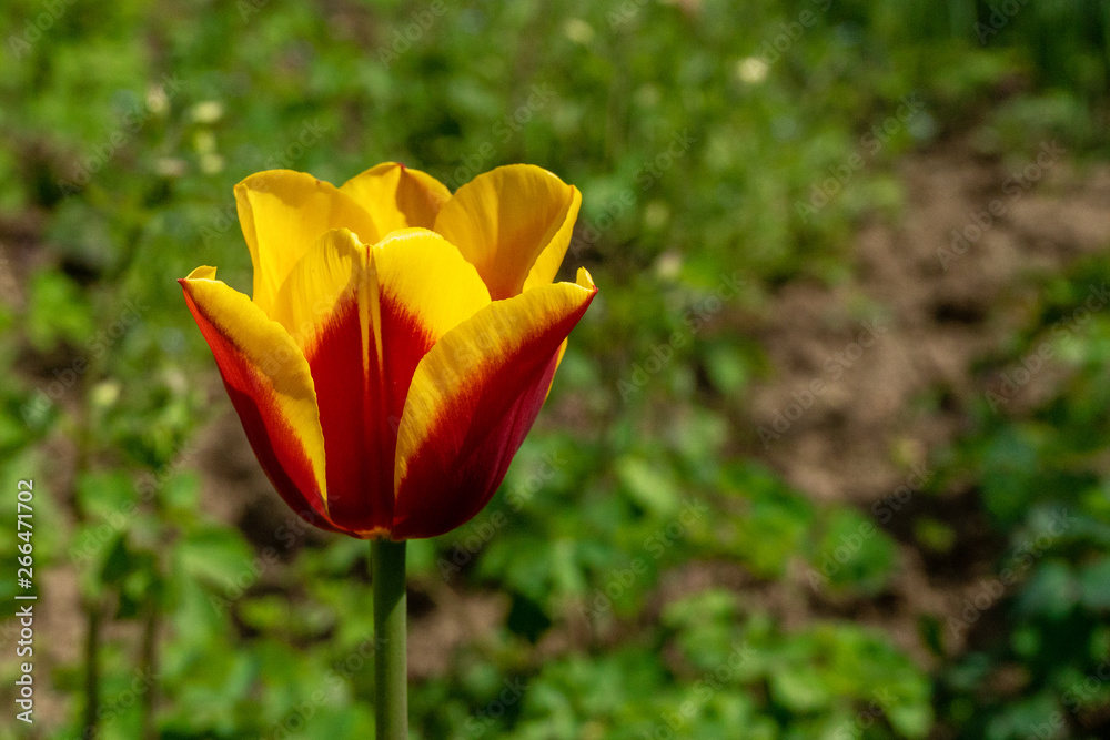 Colorful tulips in natural environment Colorful tulips in natural environment