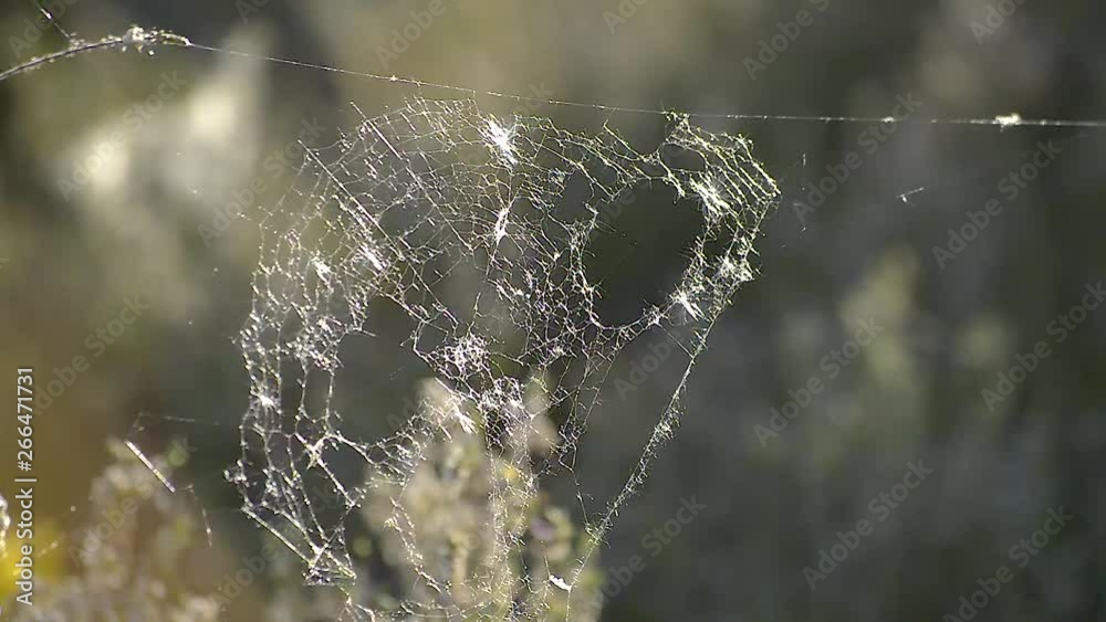 Incomplete abandoned spider web mowing in the breeze on a warm spring morning, STILL SHOT Incomplete abandoned spider web mowing in the breeze on a warm spring morning, STILL SHOT