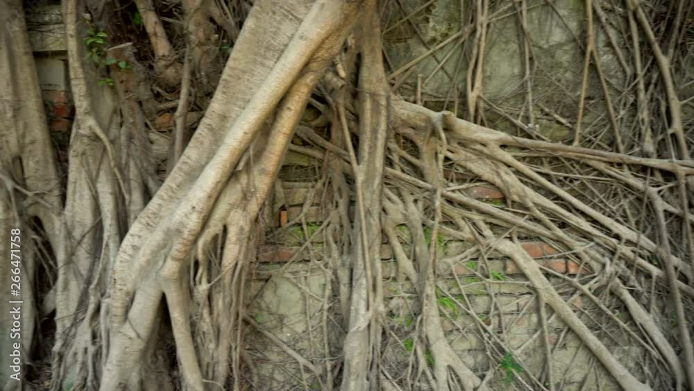 Abandoned Creepy House Reclaimed By Nature and Overgrown By Tree Roots Abandoned Creepy House Reclaimed By Nature and Overgrown By Tree Roots