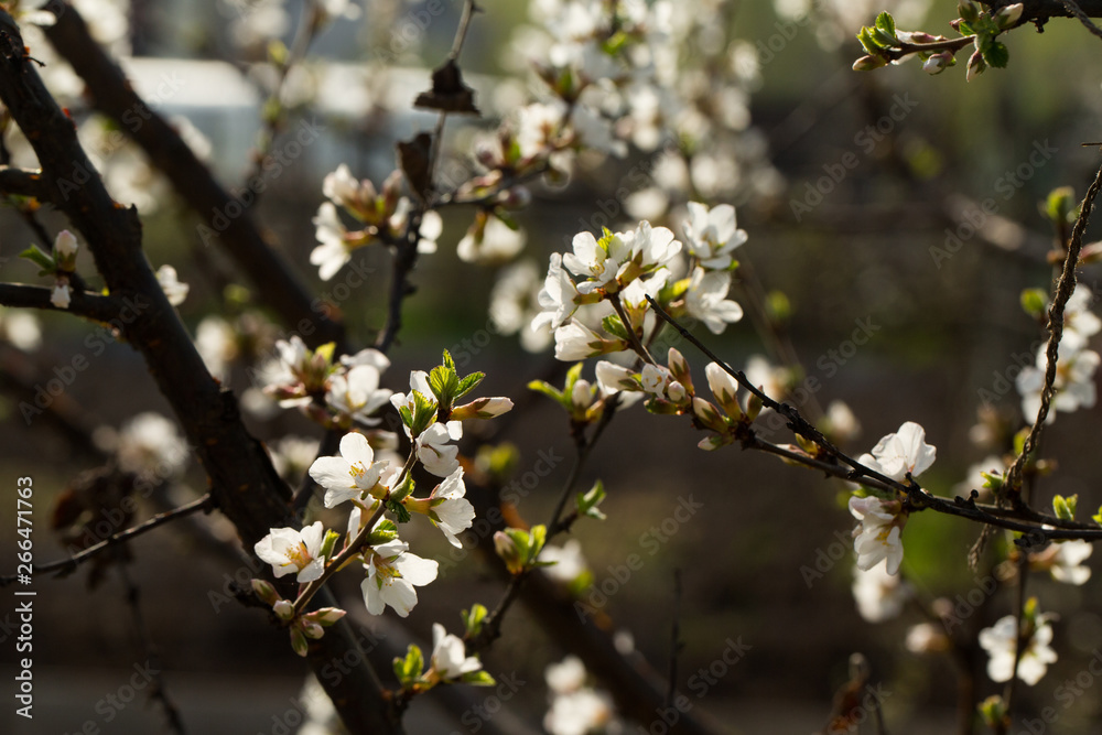 Blooming spring flower on the branches of the apricot. Flowering in the garden. Background Blooming spring flower on the branches of the apricot. Flowering in the garden. Background