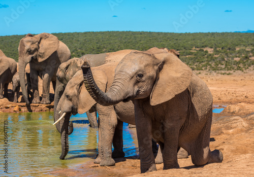 Elephant   s herd at water hole  South Africa