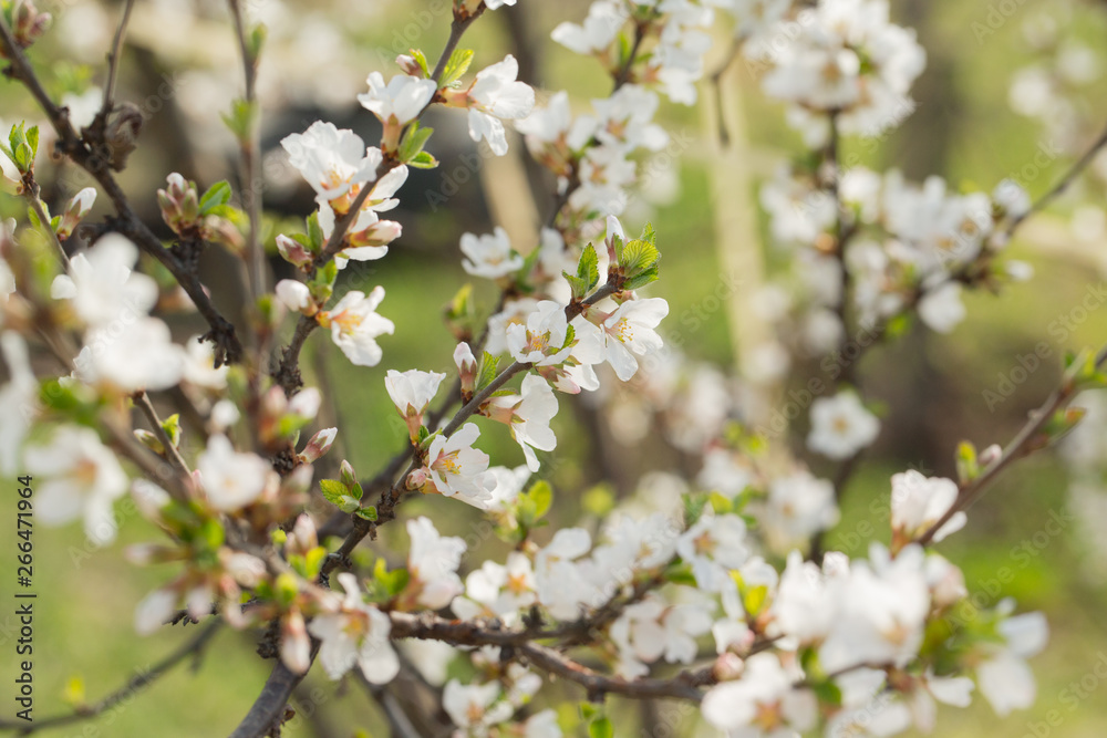 Blooming spring flower on the branches of the apricot. Flowering in the garden. Background Blooming spring flower on the branches of the apricot. Flowering in the garden. Background