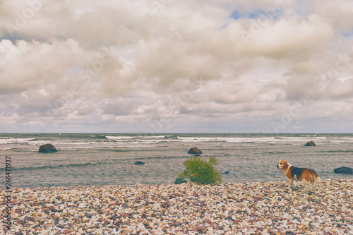 Fototapeta Naklejka Na Ścianę i Meble -  Stony beach of the Baltic Sea