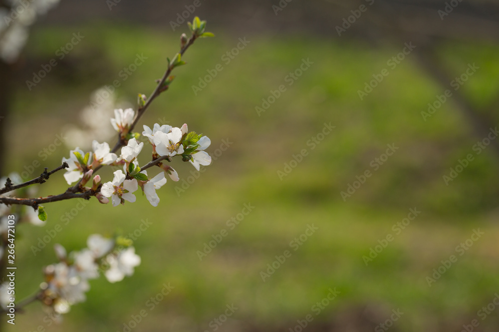 Blooming spring flower on the branches of the apricot. Flowering in the garden. Background Blooming spring flower on the branches of the apricot. Flowering in the garden. Background