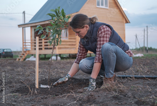 a young woman planting an Apple tree in the garden near the house . planting seedlings of fruit trees in the spring