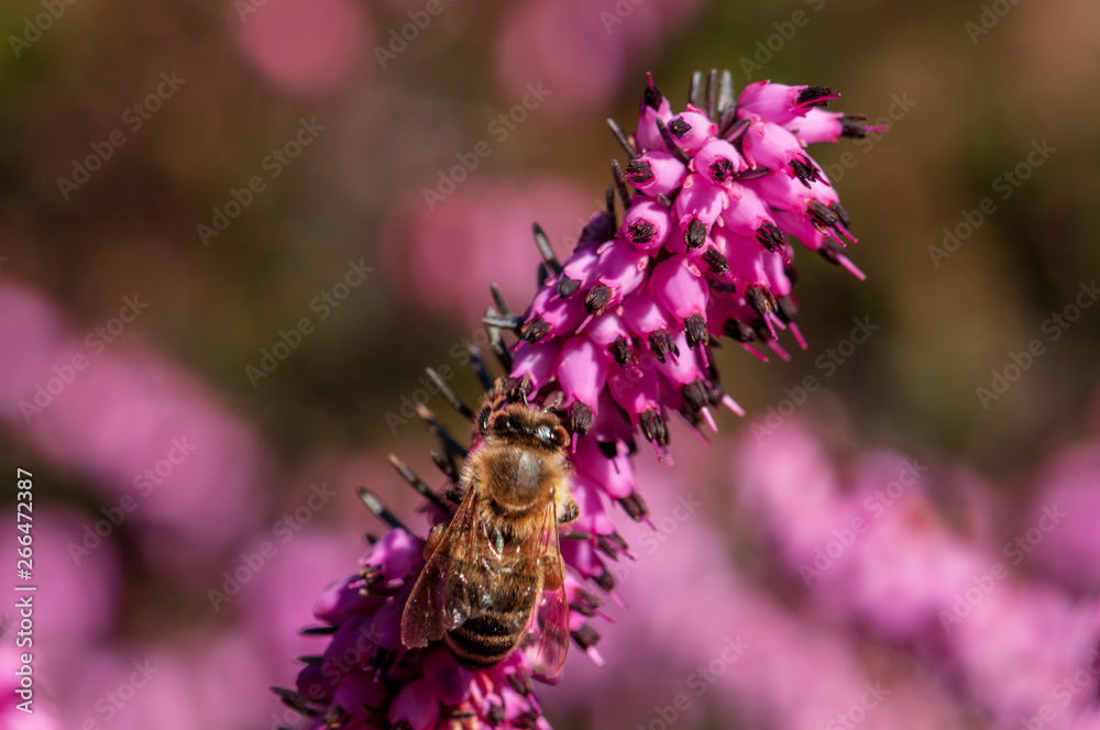 Flowers Spring Heath forest Erica carnea Flowers Spring Heath forest Erica carnea