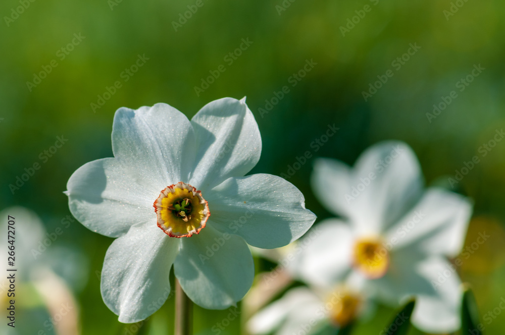 White narcissus daffodil flower on sunshine and blur background White narcissus daffodil flower on sunshine and blur background