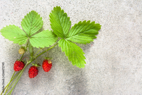Fresh plant with berries of wild strawberries, forest wild strawberry, top view