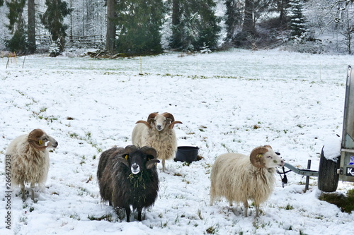 Flock of sheep on snowy ground approaching camera