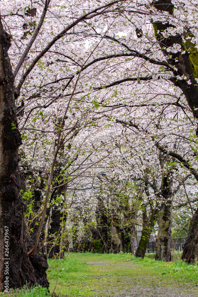 角館　桧木内川　桜並木