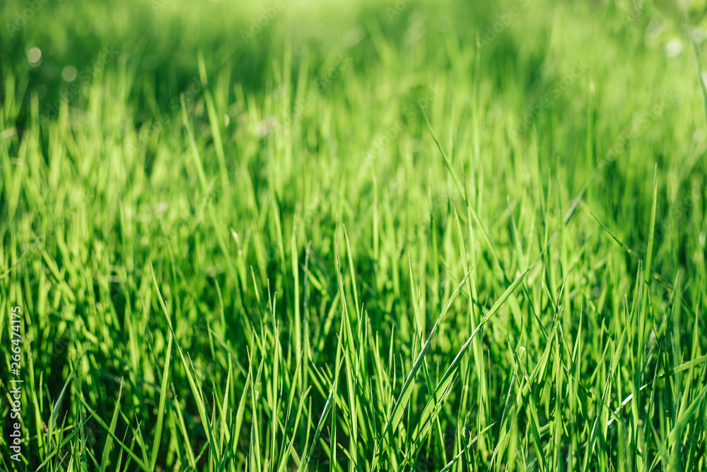 Beautiful green background by the fresh grass. Beautiful green background by the fresh grass.