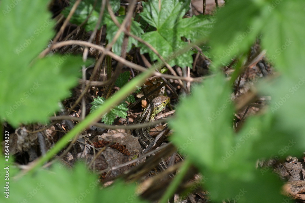 lizard lizard