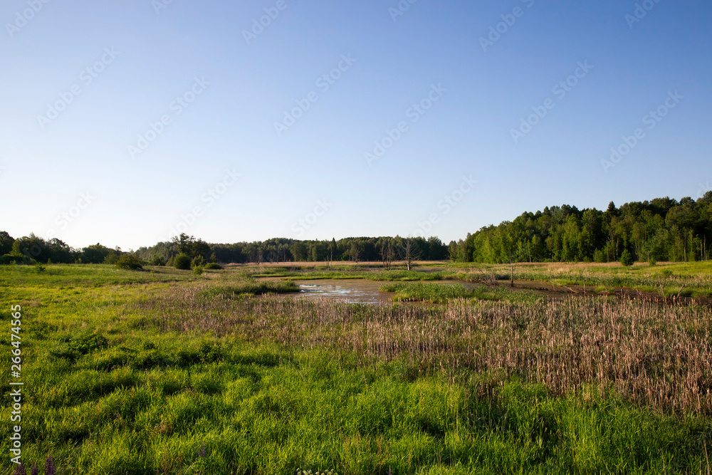 Summer landscape