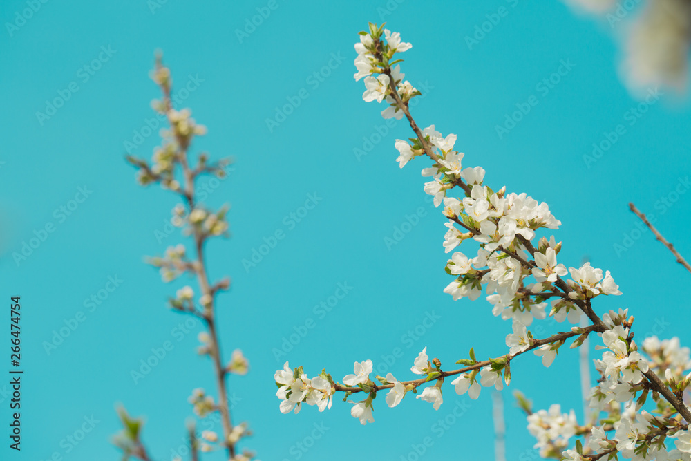 Blooming spring flower on the branches of the apricot. Flowering in the garden. Background