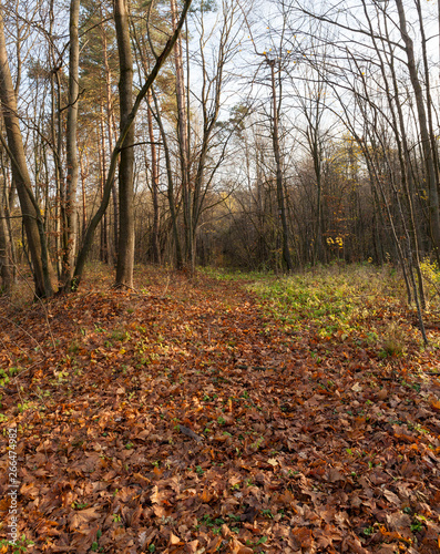 deciduous trees