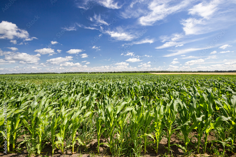 fresh green field fresh green field