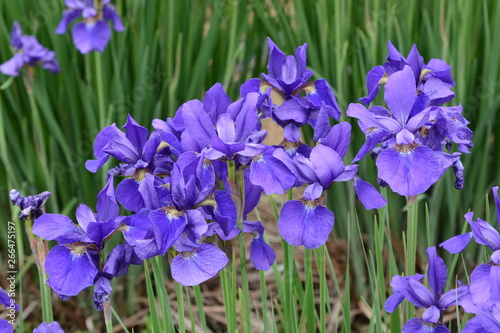 Fototapeta Naklejka Na Ścianę i Meble -  Iris is a flower suitable for refreshing May.
