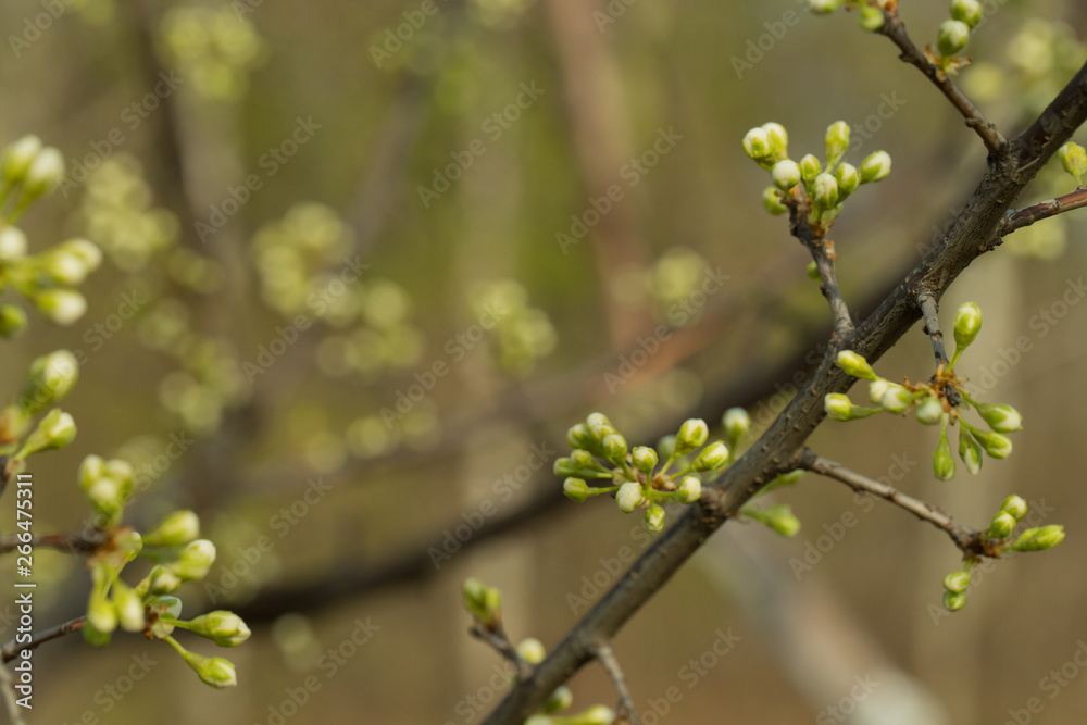 The branch of the Apple tree on which there are unopened buds. Green background