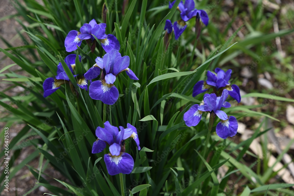 Iris is a flower suitable for refreshing May.