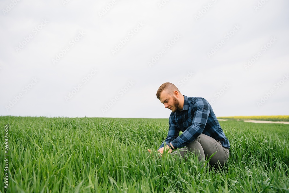 Agronomist with green wheat in hands. Field of wheat on background Agronomist with green wheat in hands. Field of wheat on background
