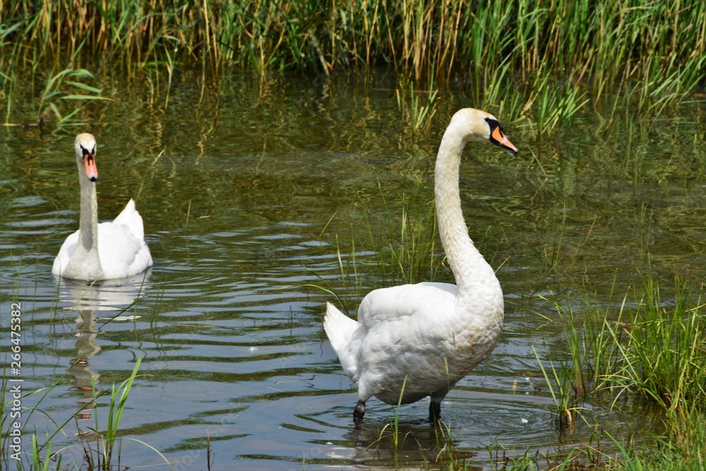 Obraz premium two white swans on the lake