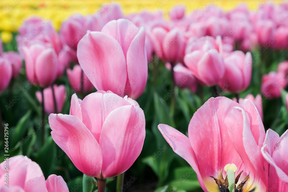 pink tulips in the garden