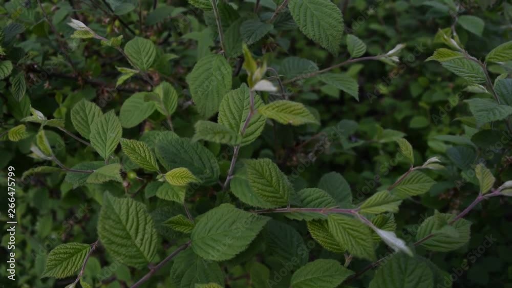 A lot of different dark green leaves, background. A lot of different dark green leaves, background.