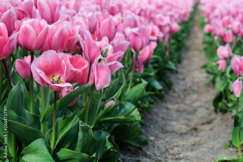 pink tulips in the garden © RadVila