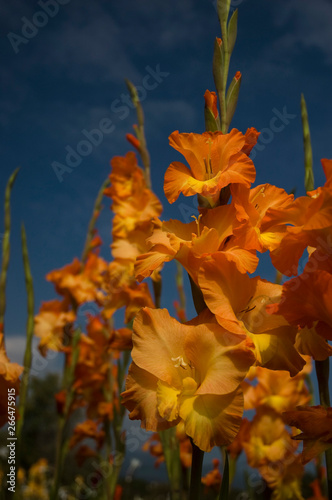 orange gladiolus in the garden