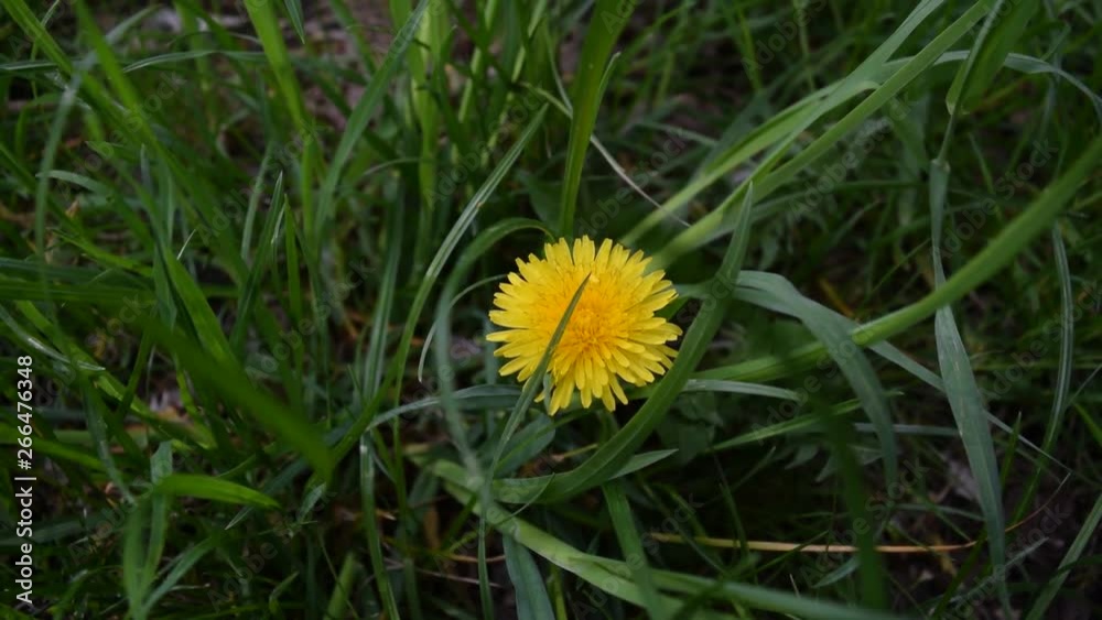 Yellow flower on dark green grass background. Yellow flower on dark green grass background.