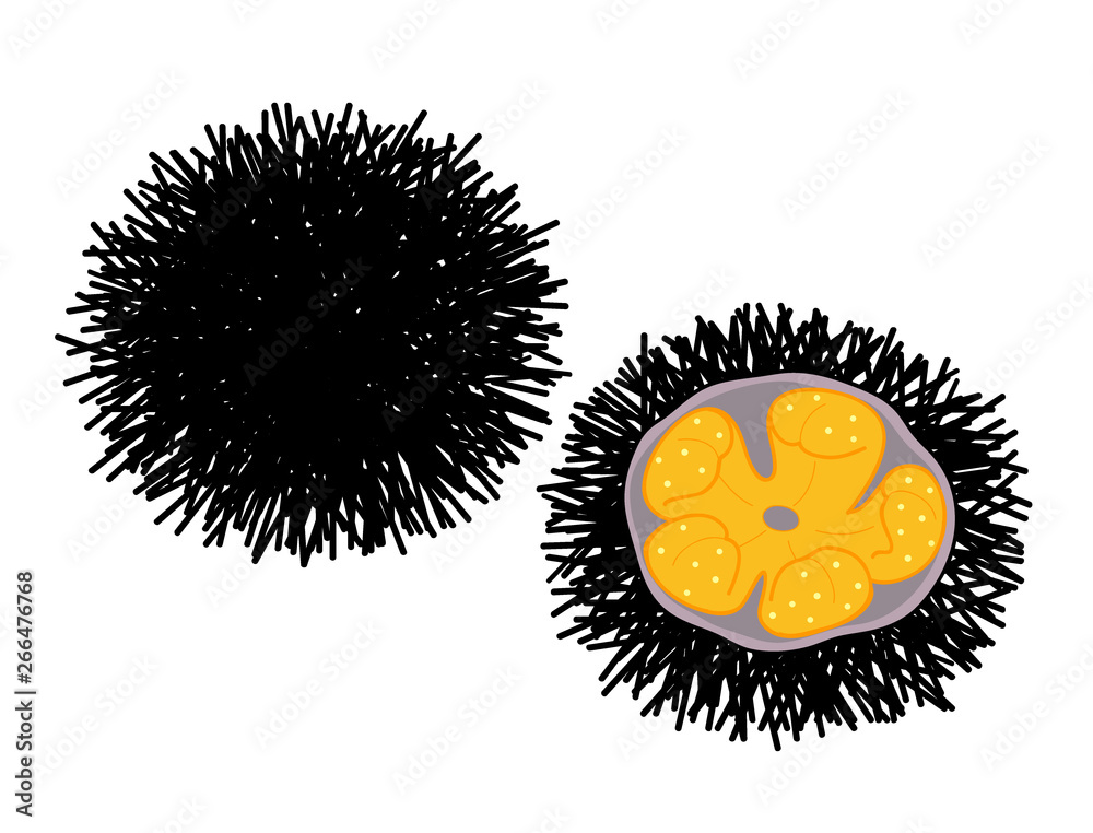 Fototapeta premium ウニ イラスト