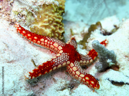 Starfish on the reef in Sipadan, Malaysian Borneo.