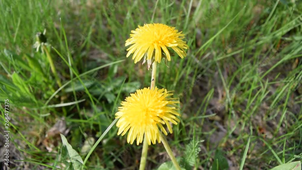 Many yellow flowers on a background of green grass. Into the park. Many yellow flowers on a background of green grass. Into the park.