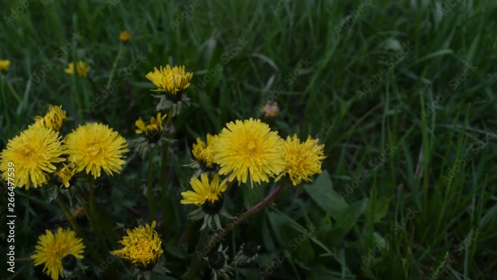 Many yellow flowers on a background of green grass. Into the park. Many yellow flowers on a background of green grass. Into the park.
