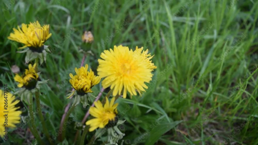 Many yellow flowers on a background of green grass. Into the park. Many yellow flowers on a background of green grass. Into the park.