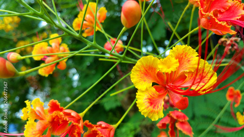 caesalpinia in the garden photo