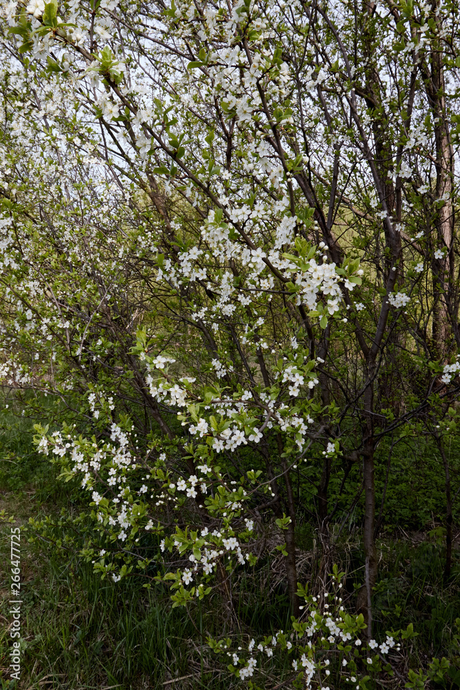 Fototapeta premium white cherry blossoms on a light background of leaves and sky