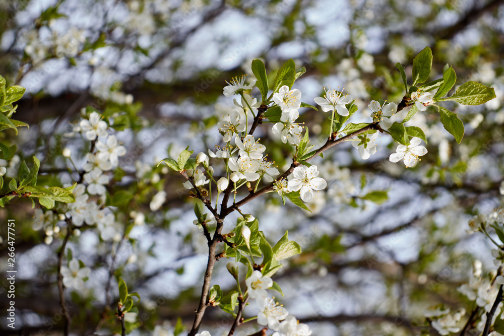 white cherry blossoms on a light background of leaves and sky white cherry blossoms on a light background of leaves and sky