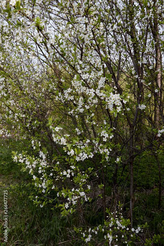 Fototapeta Naklejka Na Ścianę i Meble -  white cherry blossoms on a light background of leaves and sky