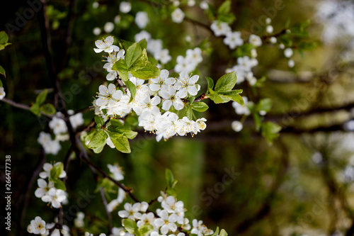 green cherry branch with white flowers yellow stamens