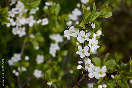 green cherry branch with white flowers yellow stamens