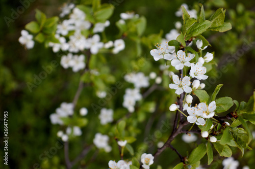 cherry branch with white flowers