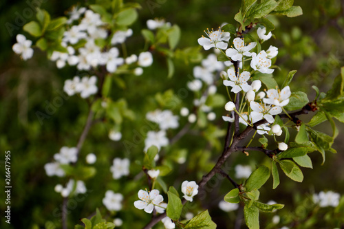 cherry branch with white flowers