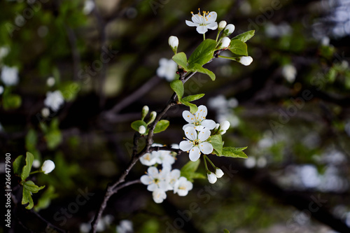 white cherry blossoms on a dark forest background